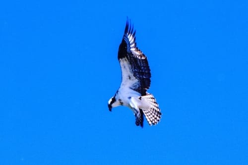 Osprey in flight