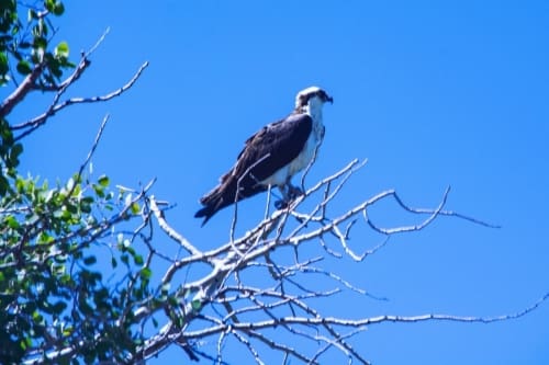 Osprey in tree