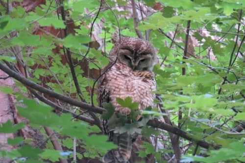 Mexican Spotted Owl