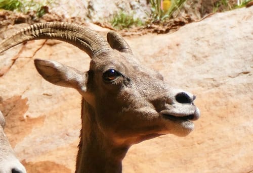 Bighorn sheep portrait