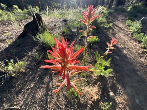Desert Paintbrush