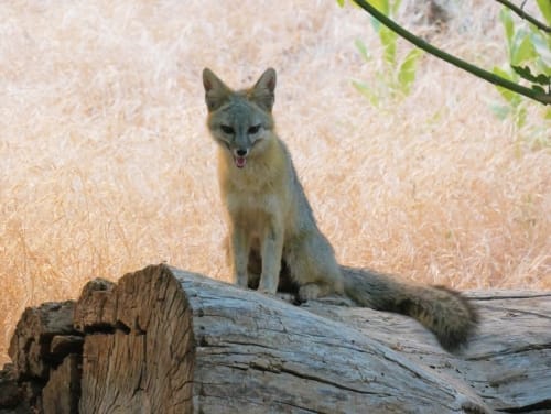 Gray fox