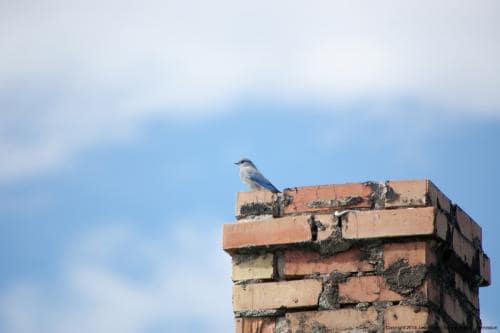 BluebirdOnChimney