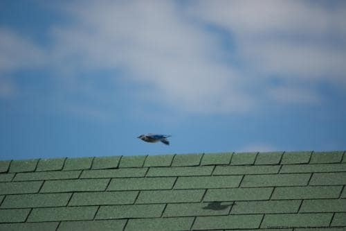 BluebirdOverRoof