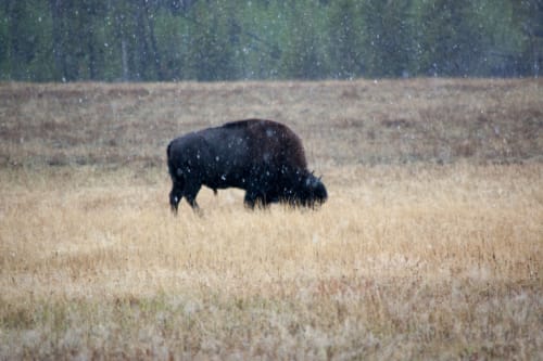 BuffaloInSnow1