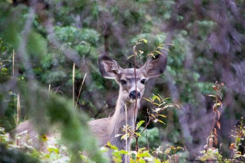 DeerBehindSapling