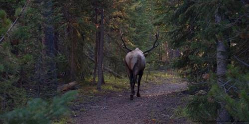 MooseWalkingAway