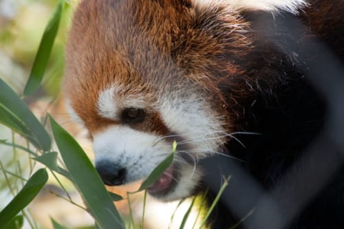 RedPandaProfile