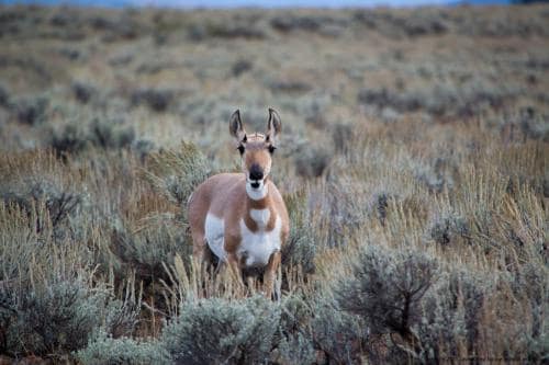 StandingPronghorn