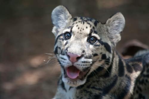 cloudedleopardcub